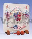   Functional Heart and Circulatory System Anatomical Model